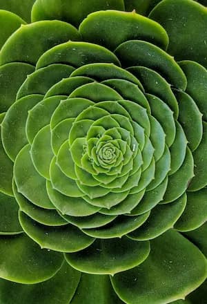 Essence-Led Leadership Visual